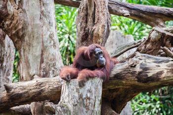 The orangutans are the two exclusively Asian species of extant great apes
