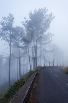 Fantasy forest, Madeira Island, Portugal