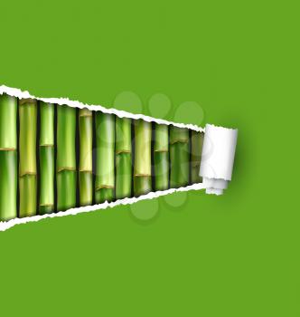Green bamboo grove with ripped paper frame isolated on white background