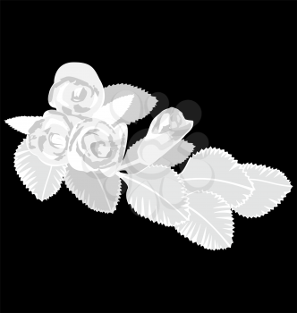 White roses isolated on black background