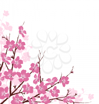 Branches with Pink Flowers Isolated on White Background