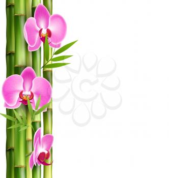 Orchid pink flowers with bamboo isolated on white background