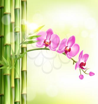 Orchid pink flowers with bamboo and sunlight on light-green background