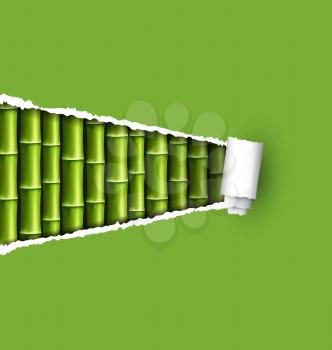 Green bamboo grove with ripped paper frame isolated on white background