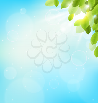 Tree foliage with sunlight on sky. Floral nature spring background