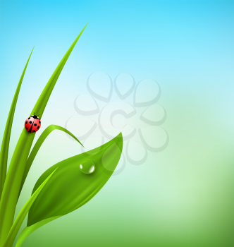 Green grass, plantain and ladybug on blue sky. Floral nature spring background