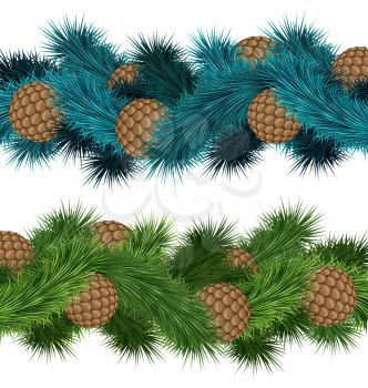 Conifers cones in pine branches isolated on white background