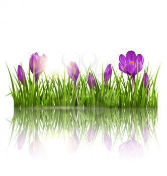 Green grass lawn, violet crocuses and sunrise with reflection on white. Floral nature spring background