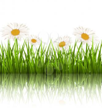 Green grass lawn with white chamomiles and reflection on white background. Floral nature flower background