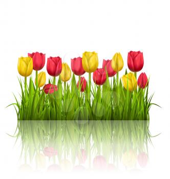 Green grass lawn with yellow and red tulips and reflection on white. Floral nature flower background