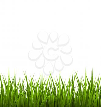 Green grass lawn isolated on white. Floral nature spring background