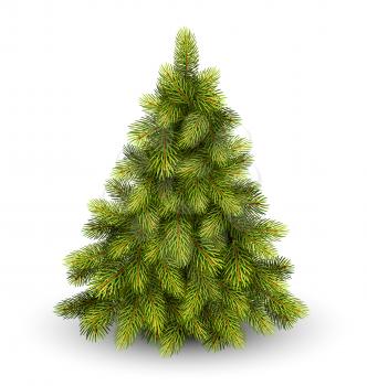 Christmas Tree Pine Isolated on White Background
