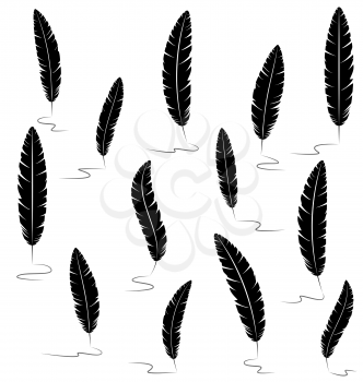 Black writting feathers isolated on white background