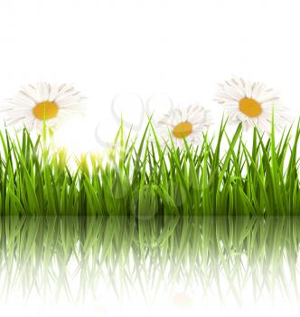 Green grass lawn with white chamomiles and reflection on white. Floral nature flower background