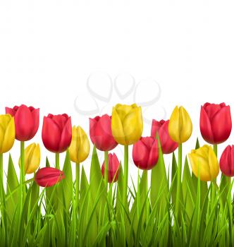 Green grass lawn with red and yellow tulips isolated on white. Floral nature flower background