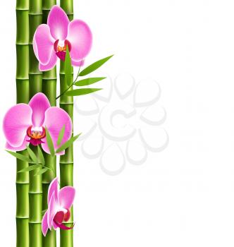 Orchid pink flowers with bamboo isolated on white background