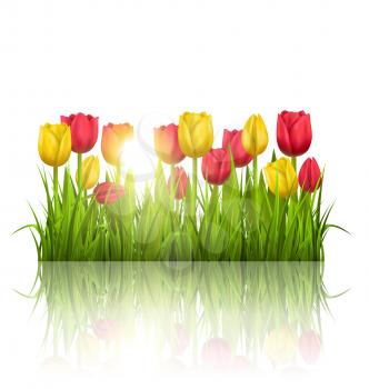 Green grass lawn with yellow and red tulips sunlight and reflection on white. Floral nature flower background