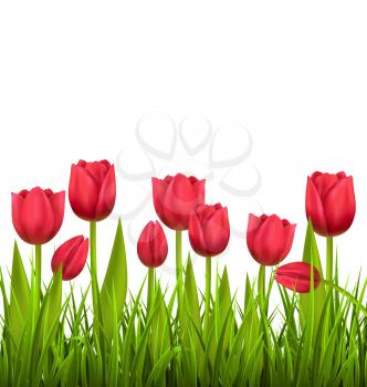 Green grass lawn with red tulips isolated on white. Floral nature flower background