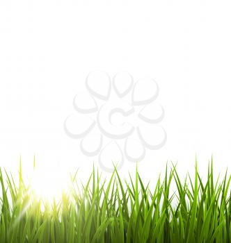 Green grass lawn with sunrise on white. Floral nature spring background