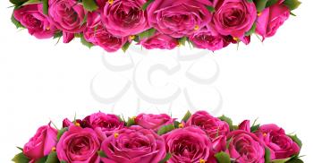 Roses Flowers Festive Border Congratulation Concept Isolated on White Background