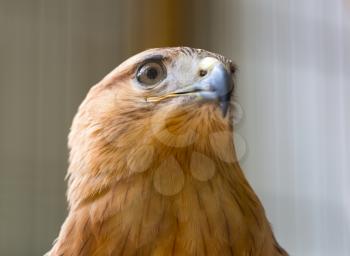 Closeup of a young hawk