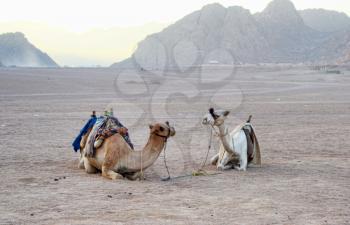 Two lonely camels in desert