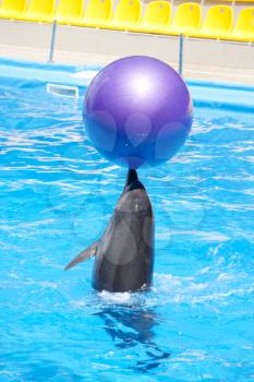 Dancing dolphin with ball at pool