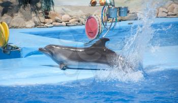 Playful dolphin at dolphinarium show
