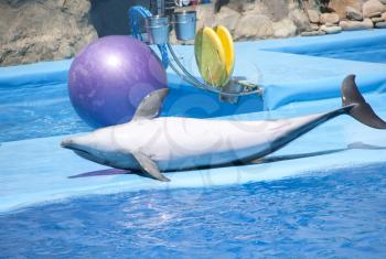 Posing dolphin at dolphinarium show