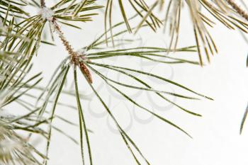 Close-up of coniferous pine branch at winter