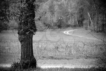 Dramatic rural scene - Old tree and road on background