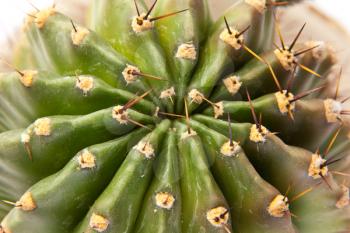 Green cactus surface. Texture or background