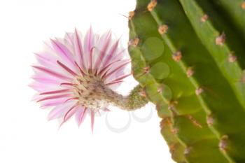 Pink cactus flower isolated on white
