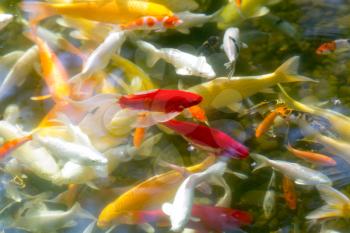 Prosperity koi fishes in pond