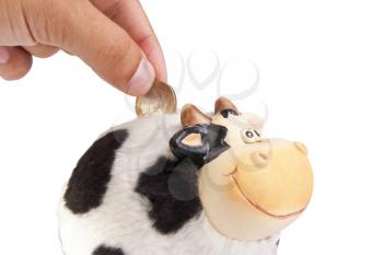 Cow moneybox isolated on white