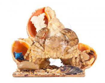 Sea crab and shells isolated. Sea souvenir