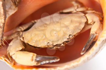 Sea crab in shell. Closeup