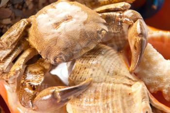 Sea crab on shell. Closeup
