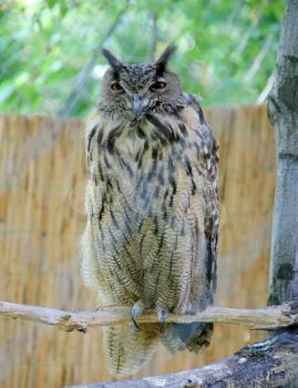 Wisdom owl on the branch