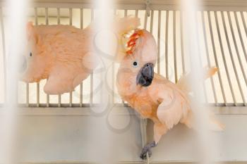 Two pink parrots in a metal cage