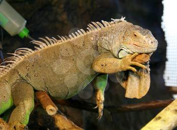 Big green iguana on the branch in terrarium