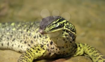 Close-up of big green lizard
