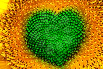 Sunflower head with green heart