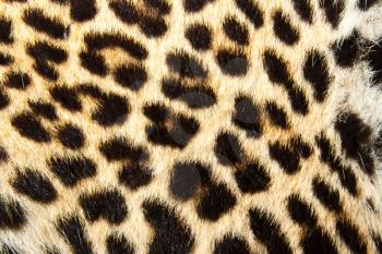 Leopard fur. Texture or background