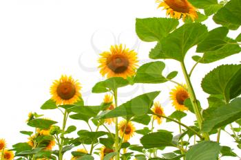 Sunflower field isolated on white