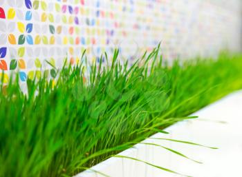 Green grass plant decorating on the wall