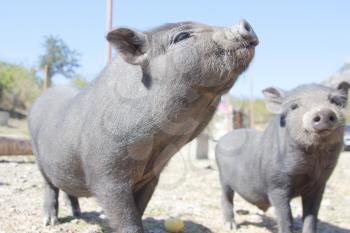 Close-up of curios piglets on farm