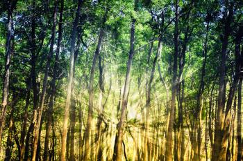 Bright sun rays in the summer forest