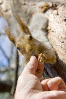 Feeding squirrel