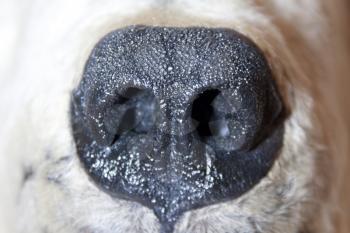 Polar bear nose. Close-up view